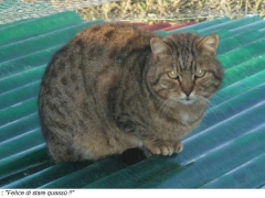 Cicci