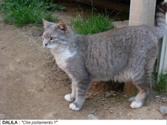 Dalila-2