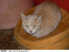 Mondi-2