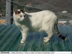 Sansone-2