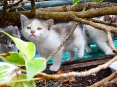 Quattro gattini cercano casa