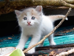 Quattro gattini cercano casa