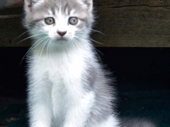 Quattro gattini cercano casa