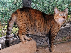 Prugnetta