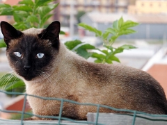 Siam - mascotte Oasi Felina