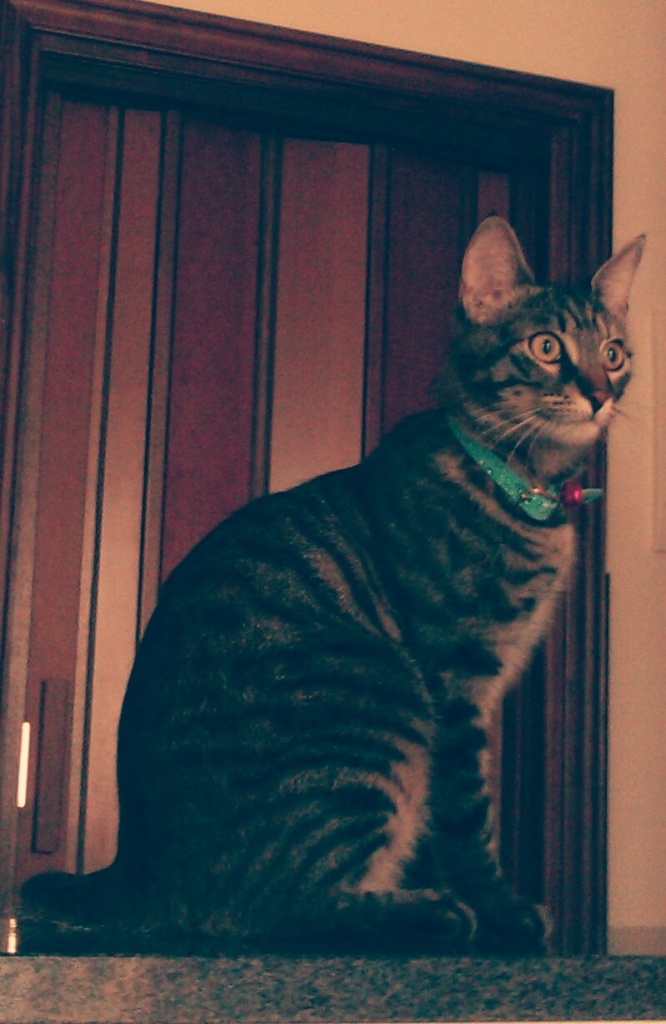 Leila