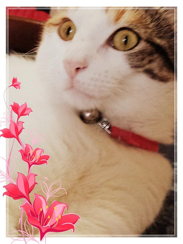 Milù