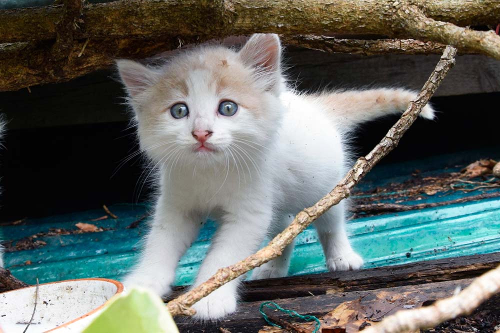 Cucciolo Oasi Felina Legino