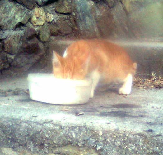 gattino-rosso