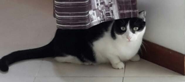 Sophie