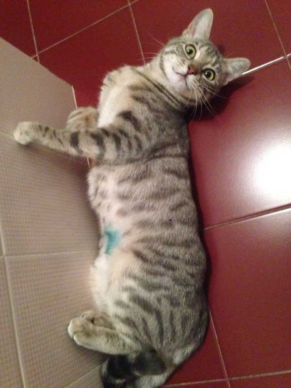 margot