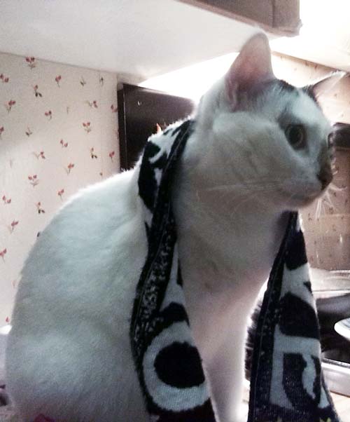 Pucci