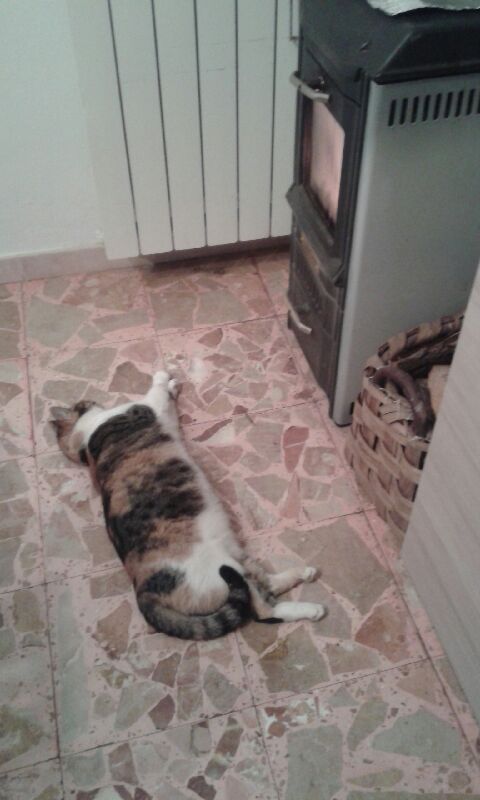 Titti
