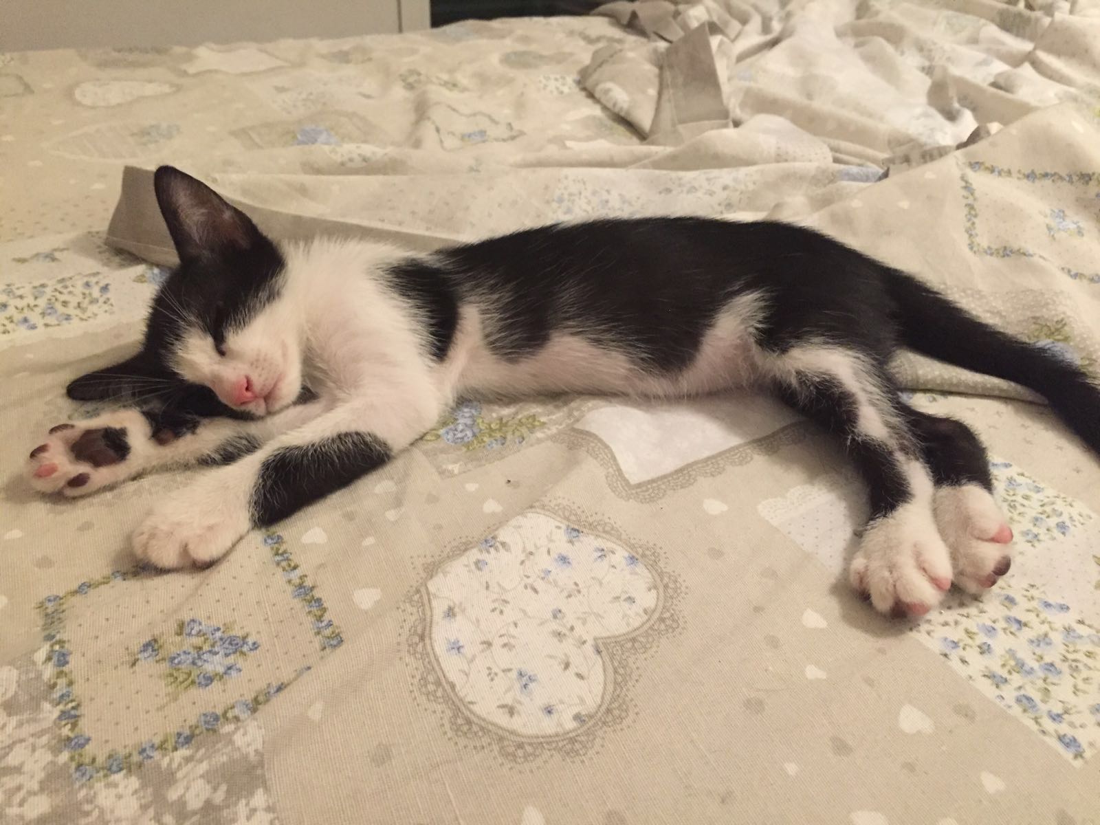 Silenzio, prego, Vasco dorme