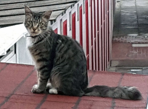 Gatto smarrito Bagni Sant'antonio