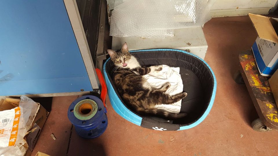 trovata-gattina