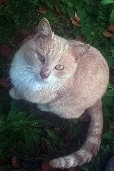 gatto-orto