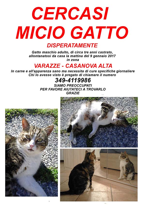 appello-micio-gatto-